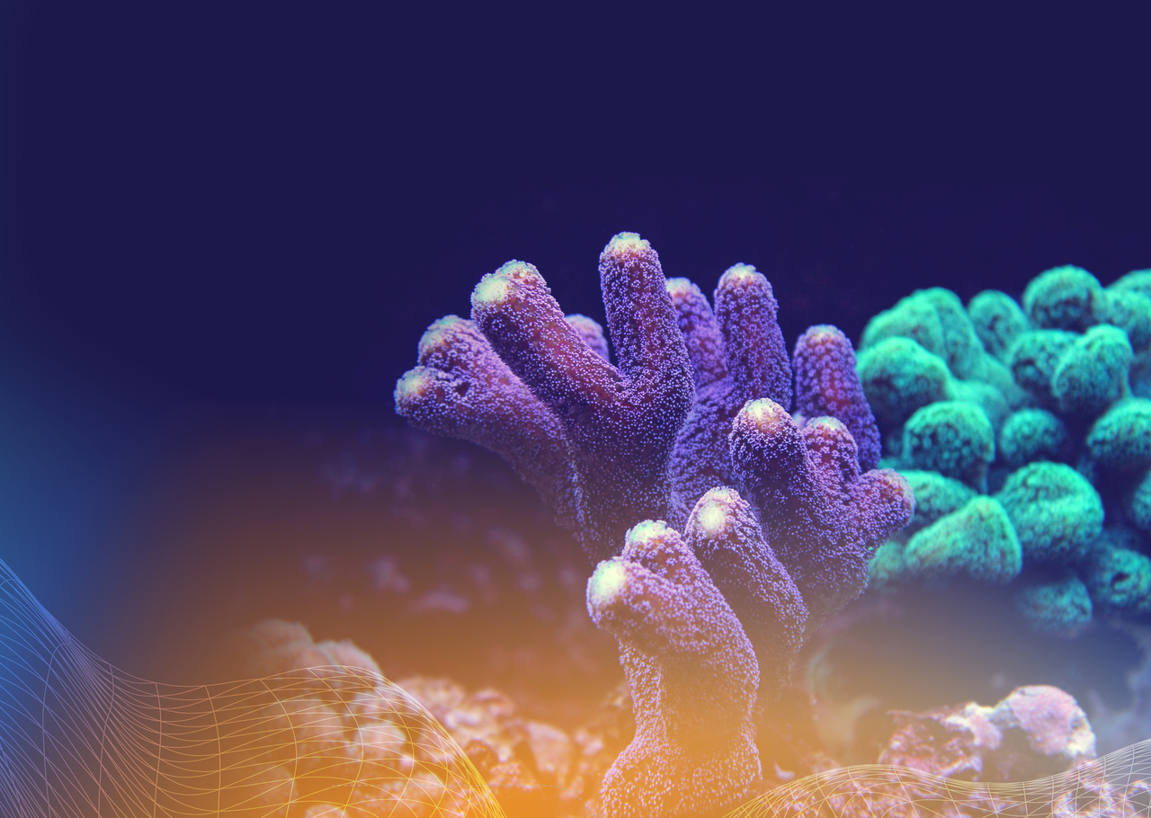 Corals, Coasts and One Health