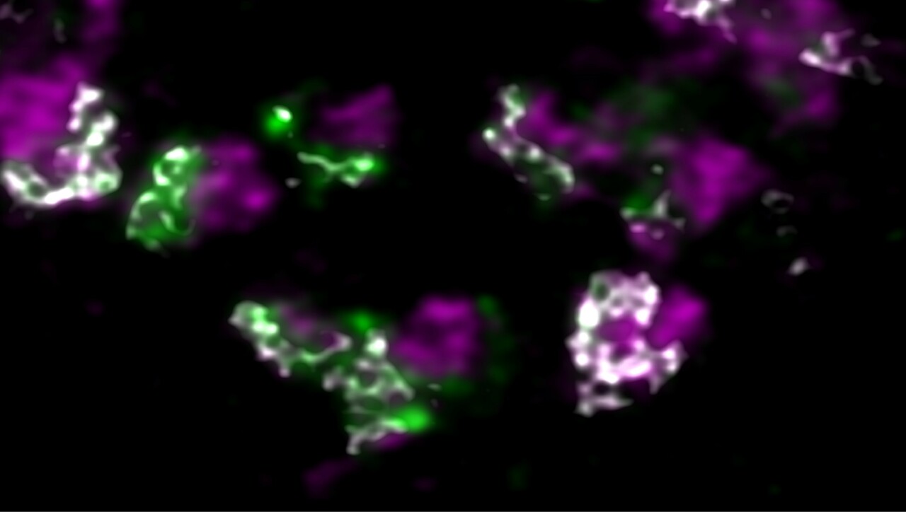 A Breakthrough in Malaria Vaccination: Genetically Attenuated Parasites and the Role of LINUP