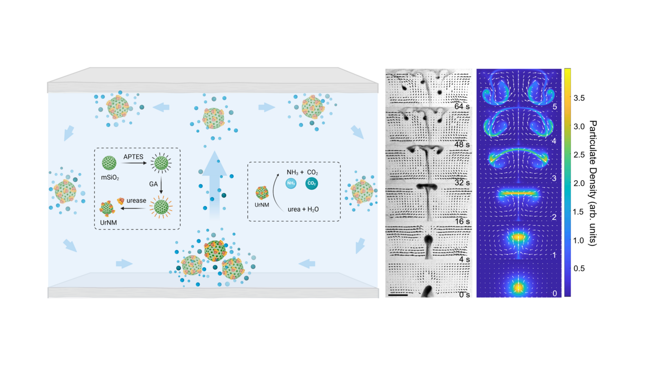 Collective buoyancy-driven dynamics in swarming enzymatic nanomotors