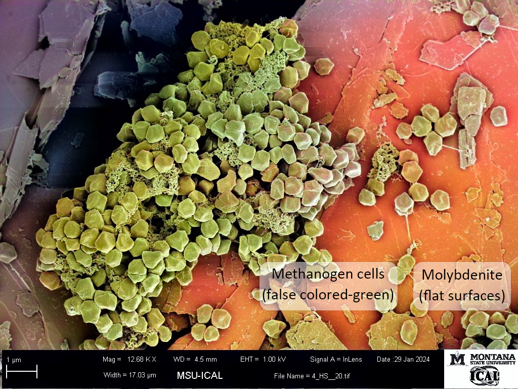 Biological evolution is constrained by geochemistry: a molybdenum case study