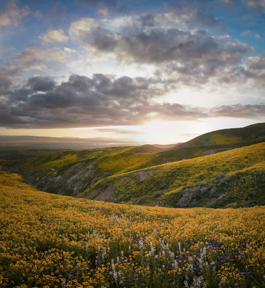 Uncovering rapid grassland community changes with long-term observational and experimental data