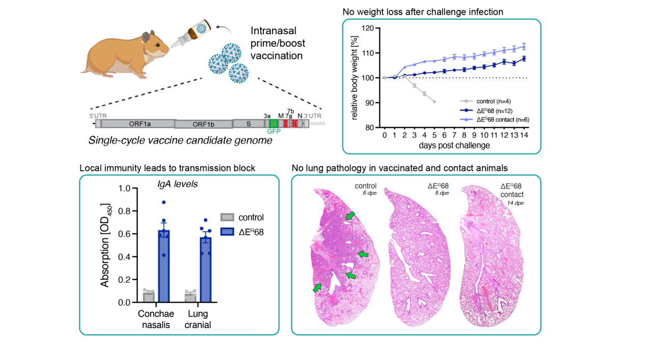 Breakthrough in COVID-19 Vaccination: Single-Cycle Virus Shows High Protection and Blocks Transmission
