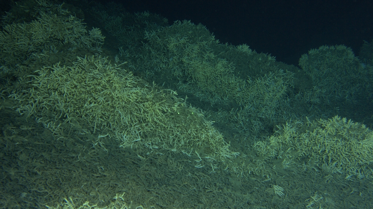 Behind the paper: Habitat suitability models reveal extensive distribution of deep warm-water coral frameworks in the Red Sea