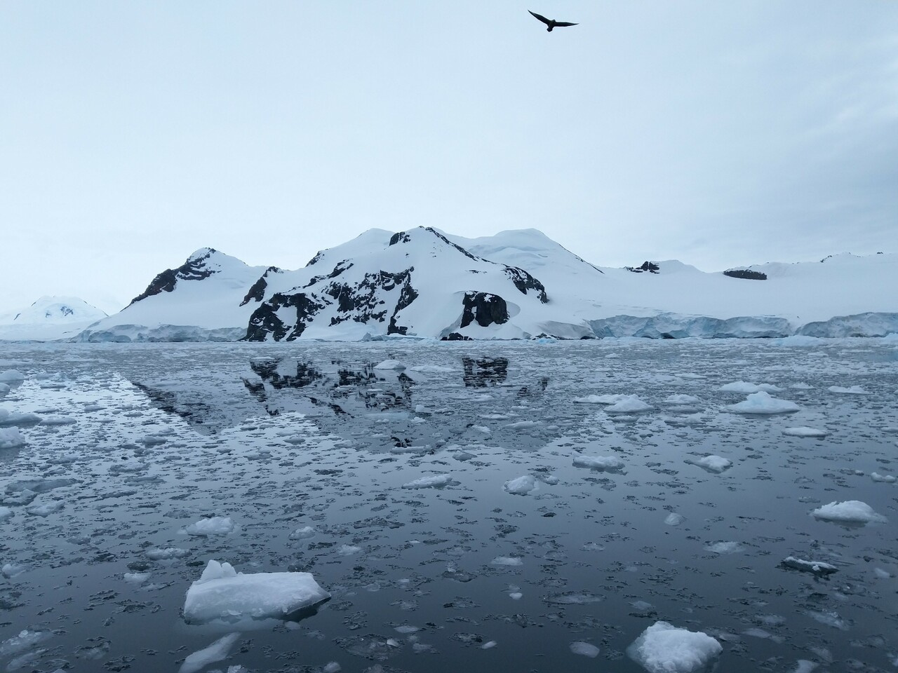 Unveiling the Hidden World of Antarctic Marine Viruses