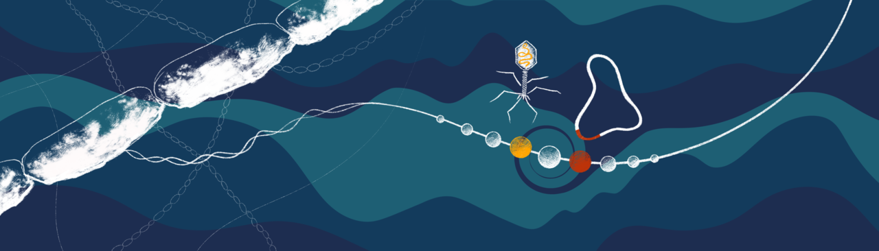 Roles of bacteriophages, plasmids and CRISPR immunity in microbial community dynamics revealed using time-series integrated meta-omics