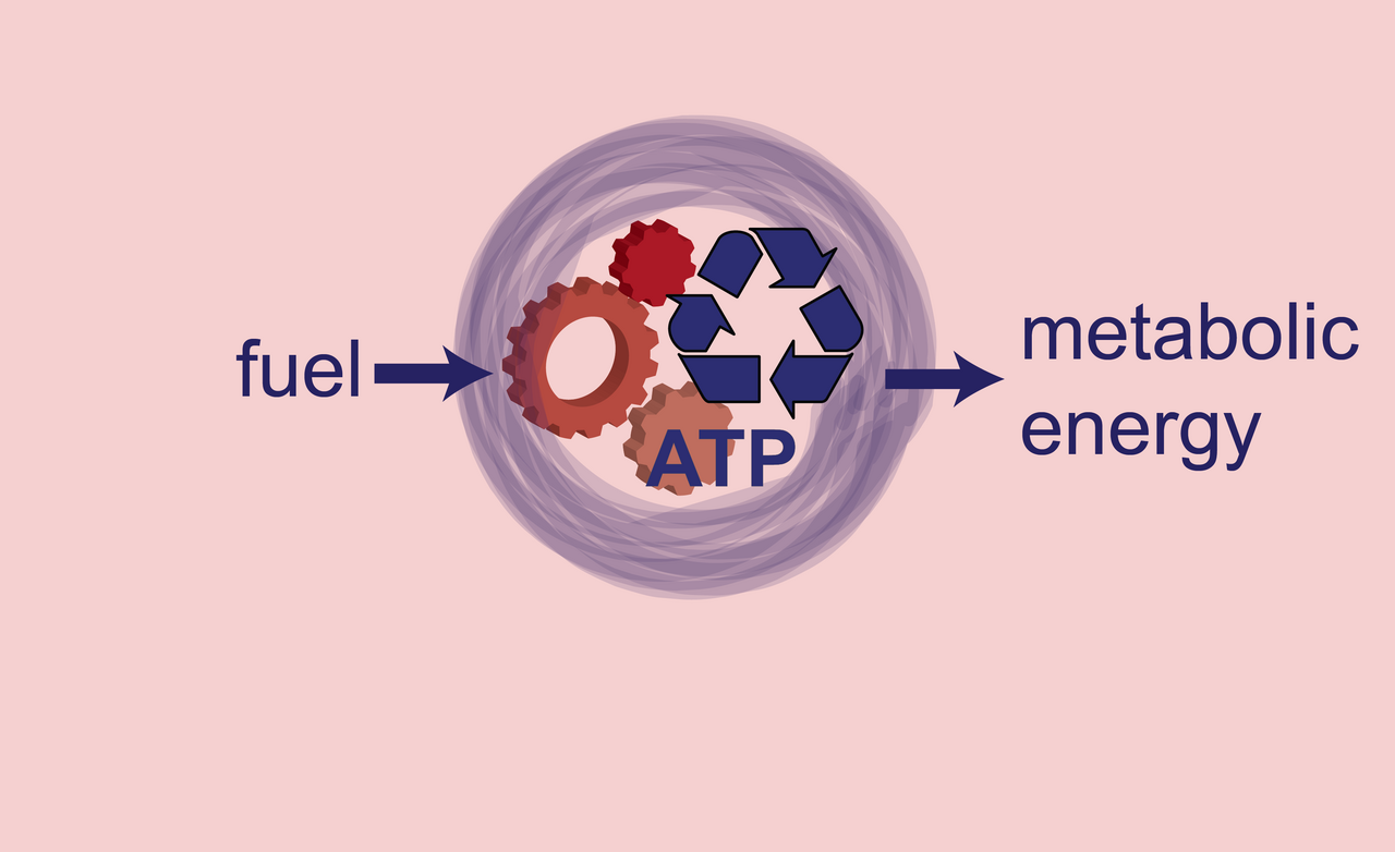 Synthetic  Mitochondria