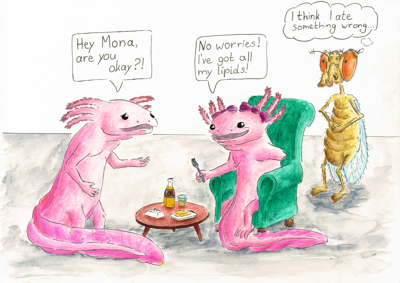 Regeneration of tissue damage and the challenge of recruiting the building blocks for repair