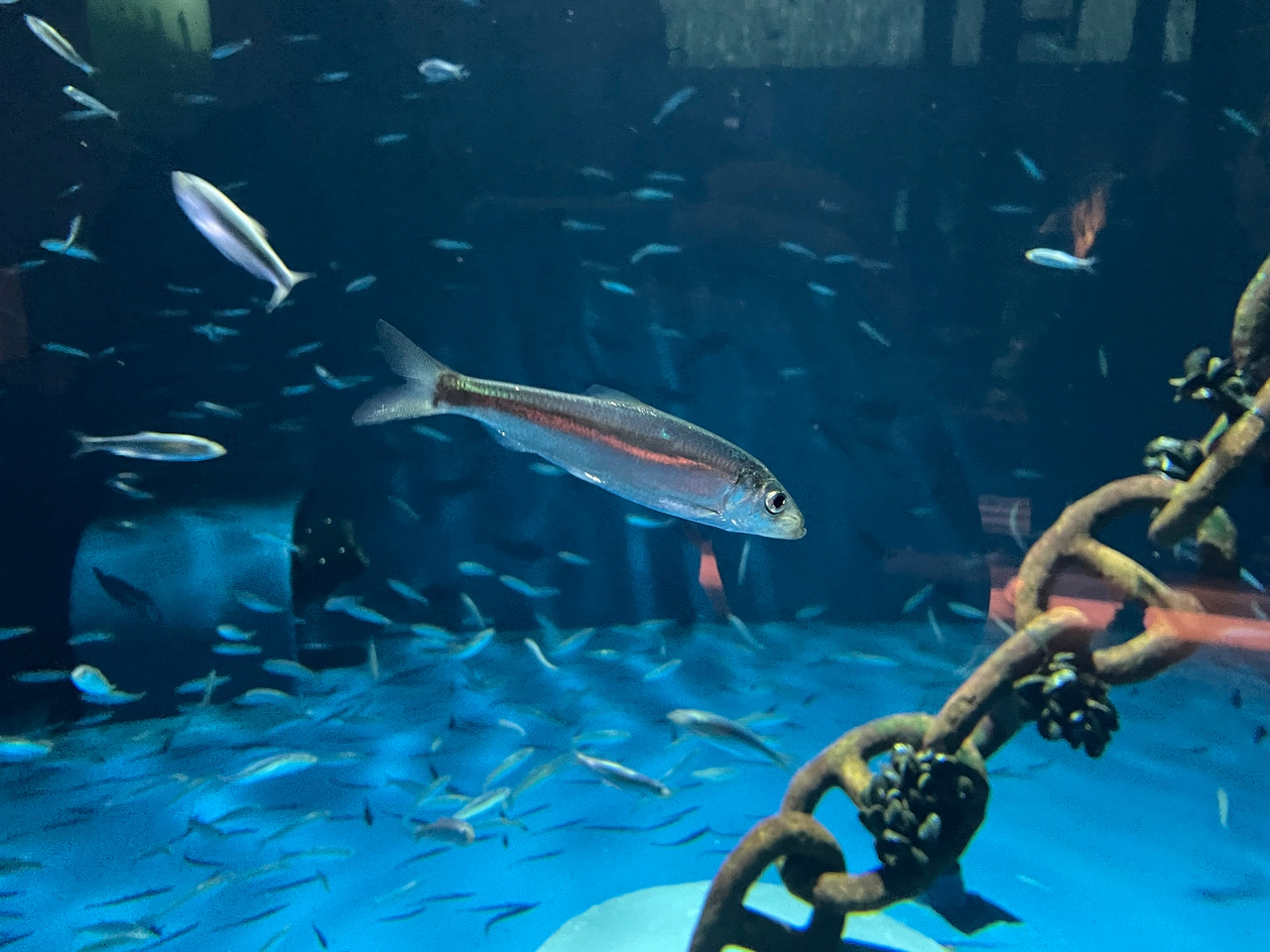 Inversions in Atlantic herring - deepened understanding of their evolution and maintenance