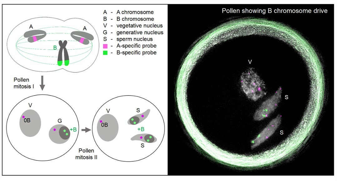 The genetic mechanism of B chromosome drive in rye illuminated by chromosome-scale assembly