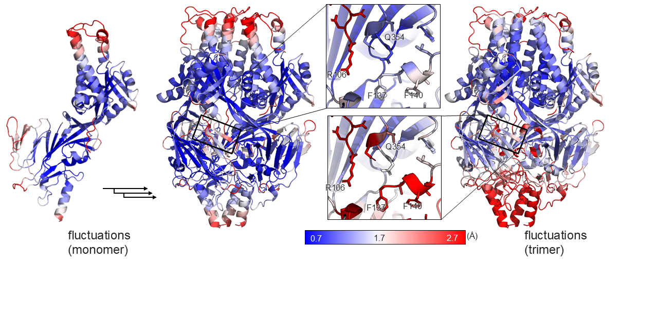 Destabilization by trimerization