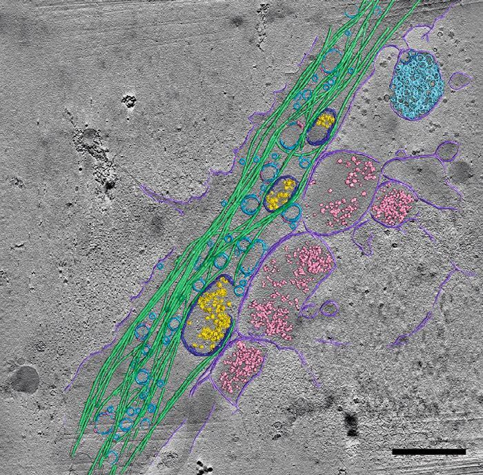 Nature Conferences | 4th Frontiers in Electron and Scanning Probe Microscopy for the Physical and Life Sciences