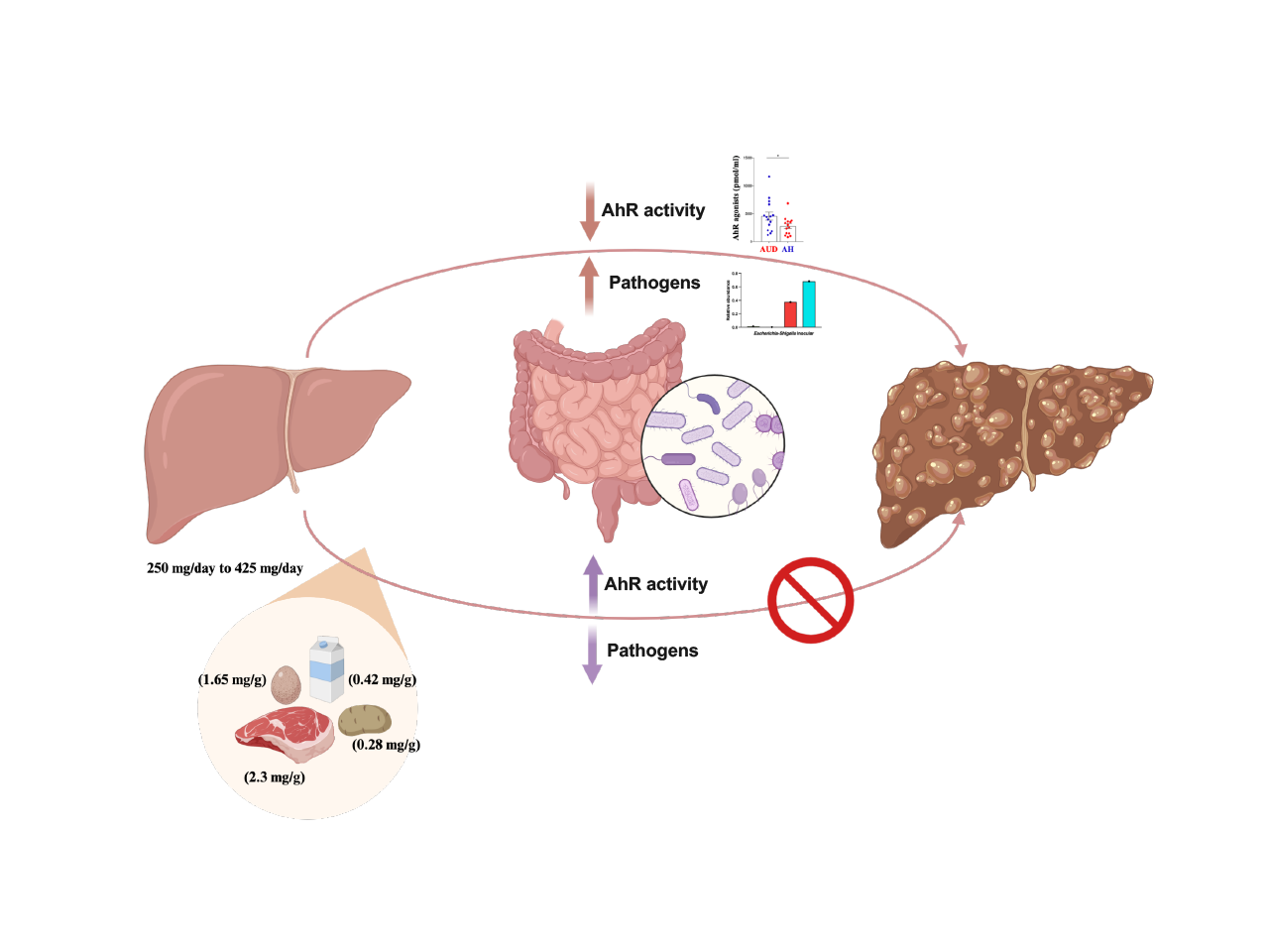 Maintaining normal levels of tryptophan is beneficial for the gut microbiota of patients with alcohol-associated liver disease.