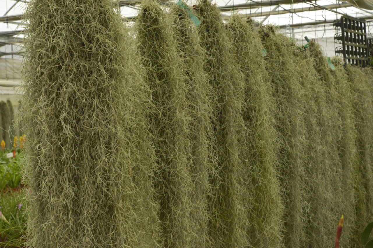 Unlocking the Black Box of Survival Strategies of Air Plants