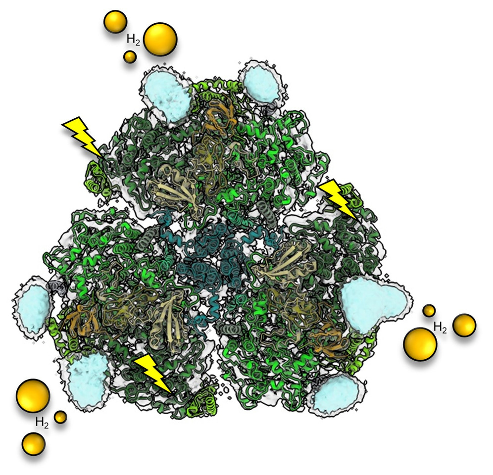 Structure of a biohybrid photosystem I-platinum nanoparticle solar fuel catalyst