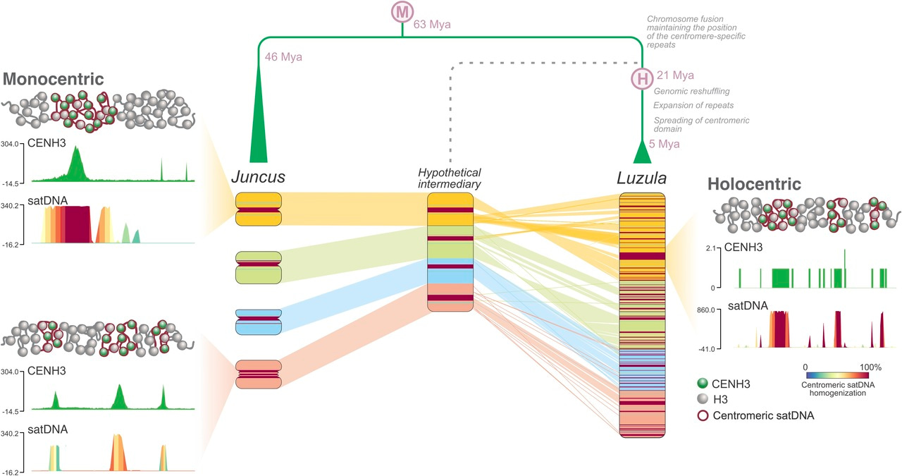 Step by step: evolutionary transition from monocentricity to holocentricity
