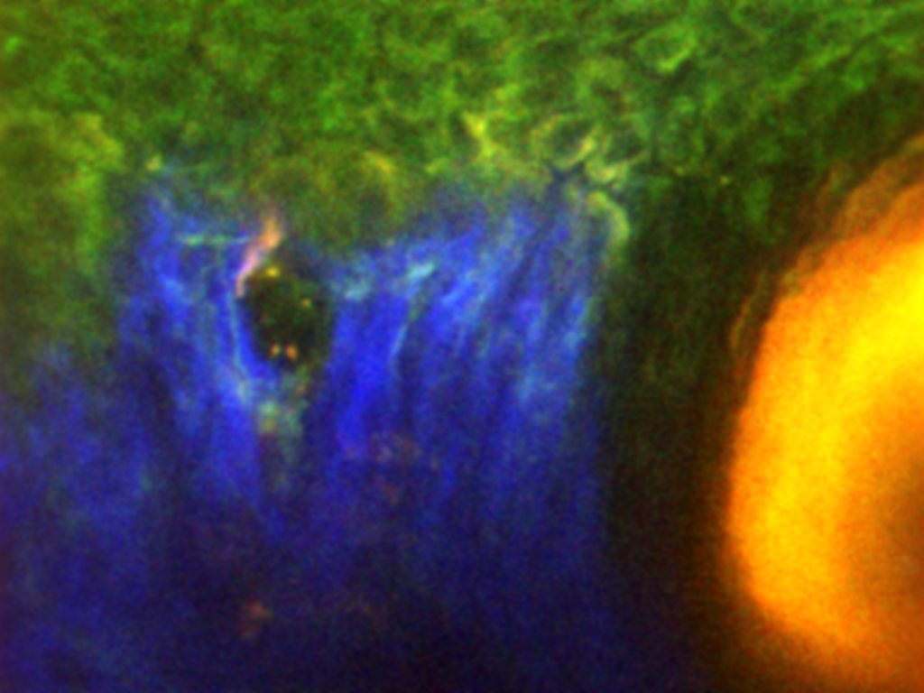 Histology in your hands: cross-modal imaging shows living skin in full color