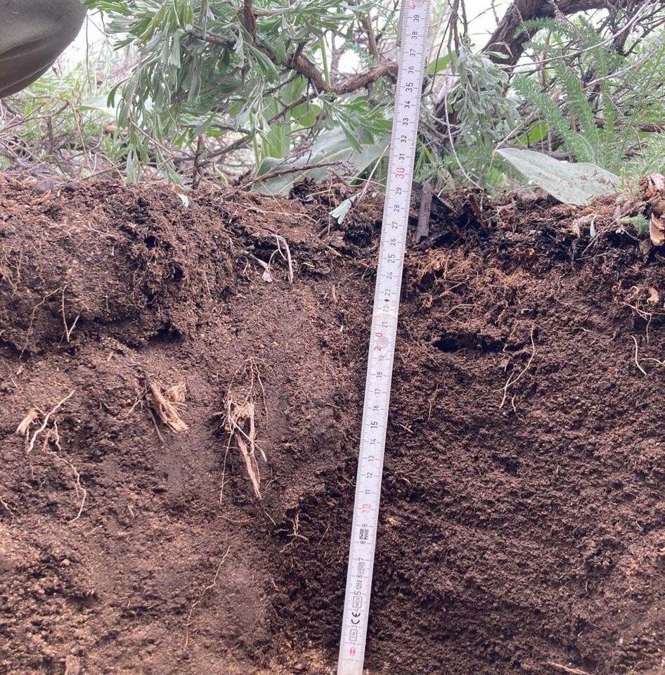 The Carbon Connection: Why Healthy Rangelands Matter for a Changing Climate