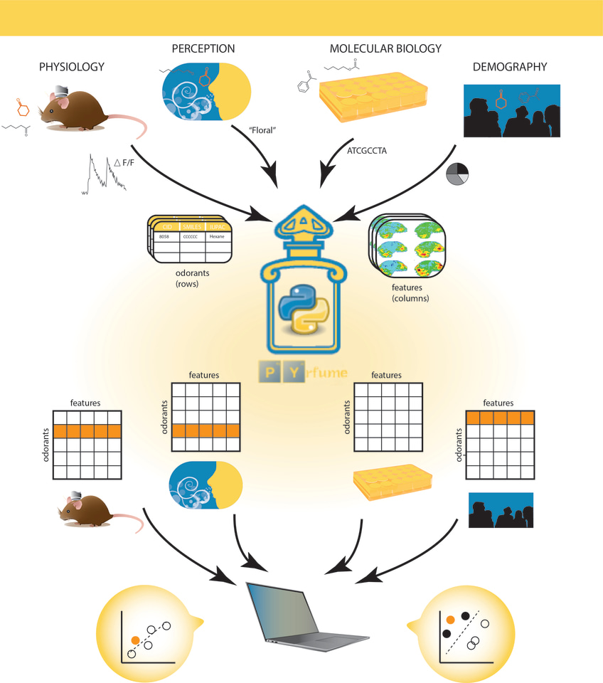 Pyrfume: A Window to the World's Olfactory Data