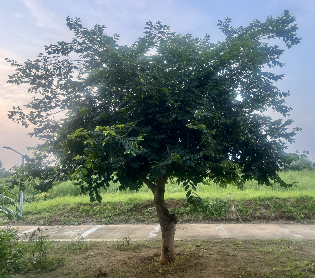 The vertical tree of journal rankings needs to grow more horizontal branches to stay truly rooted