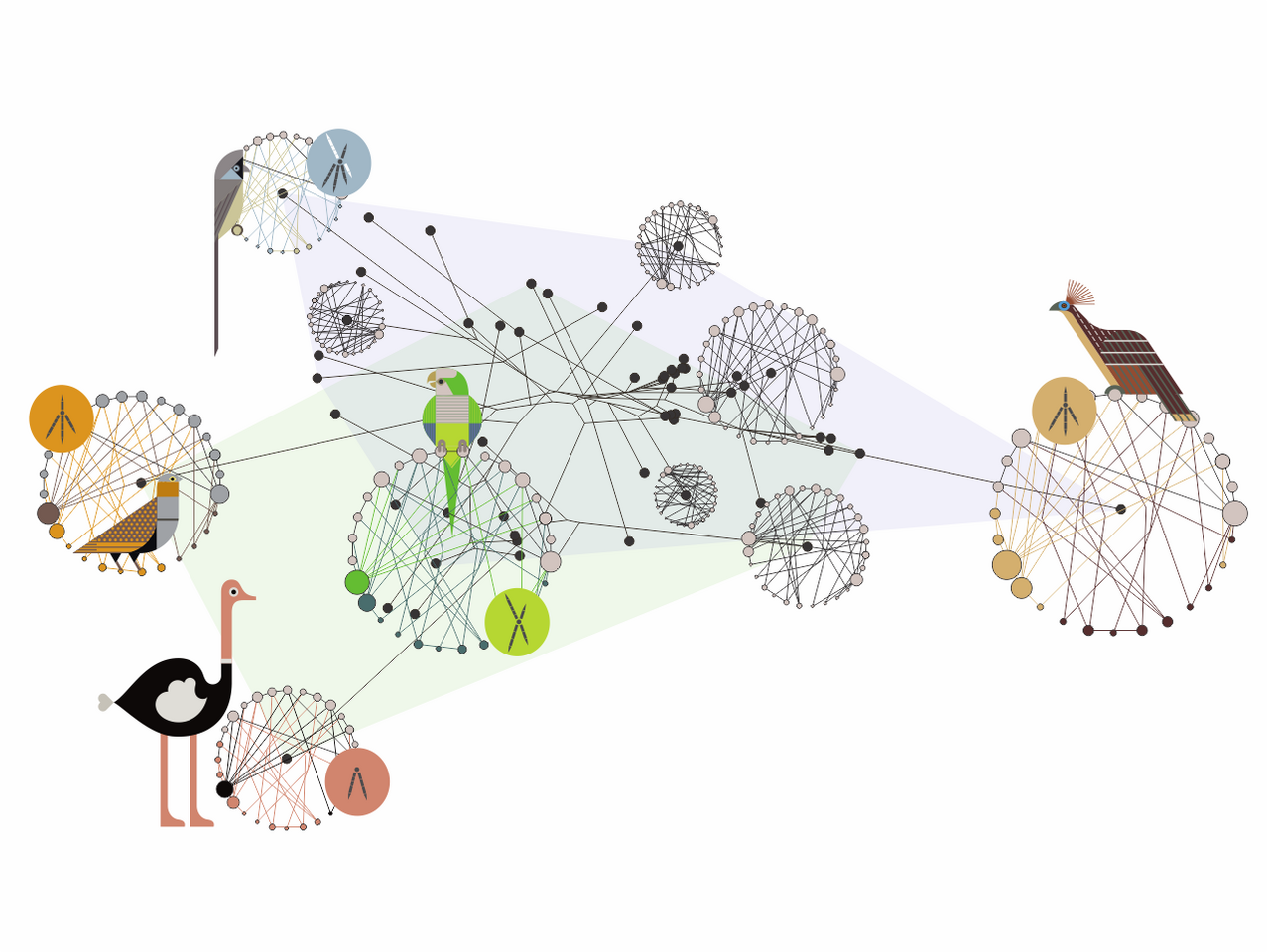 The evolutionary journey of the avian foot through anatomical network analysis