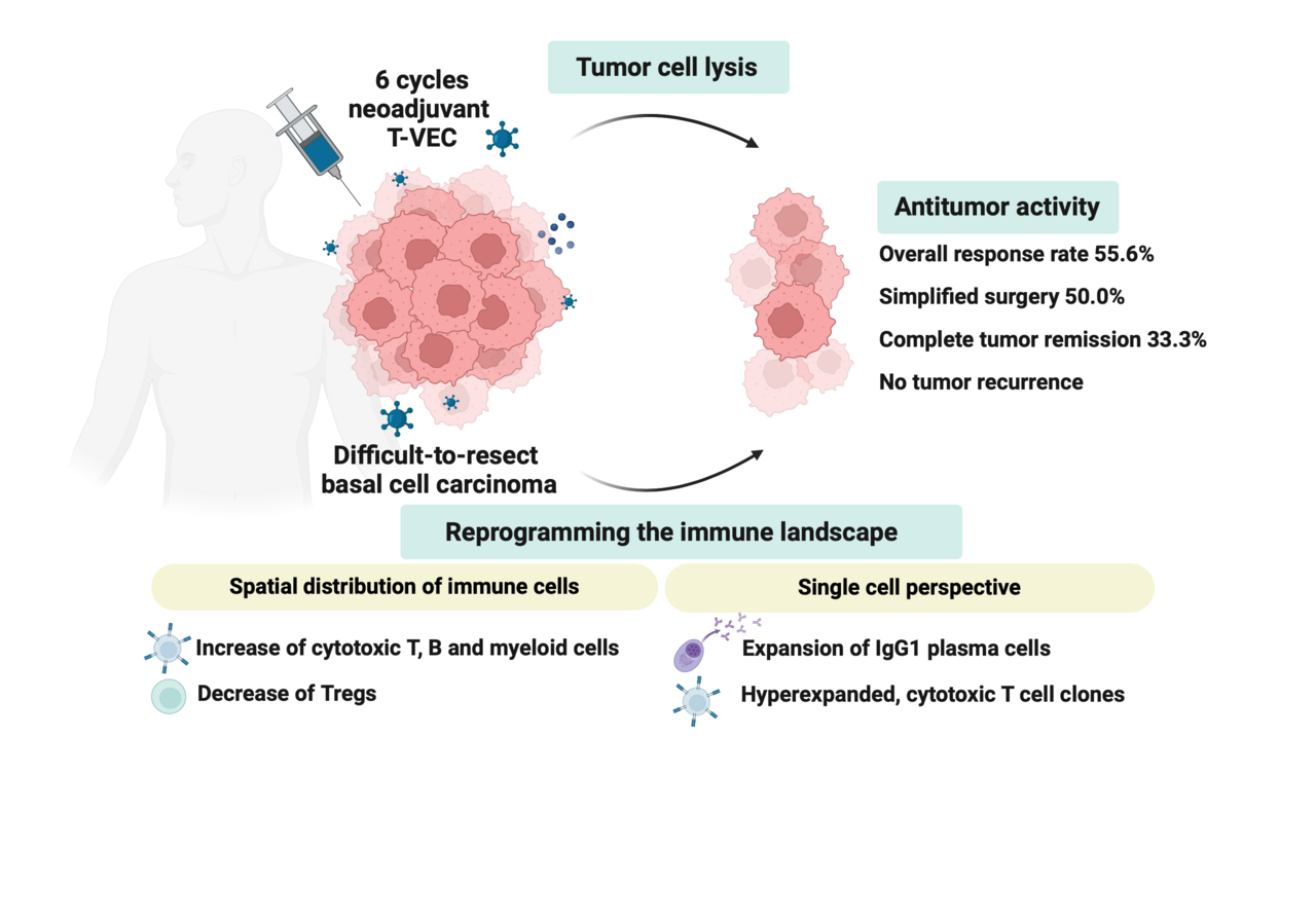 Efficacy and tolerability of neoadjuvant therapy with Talimogene laherparepvec in cutaneous basal cell carcinoma: a phase II trial (NeoBCC trial)
