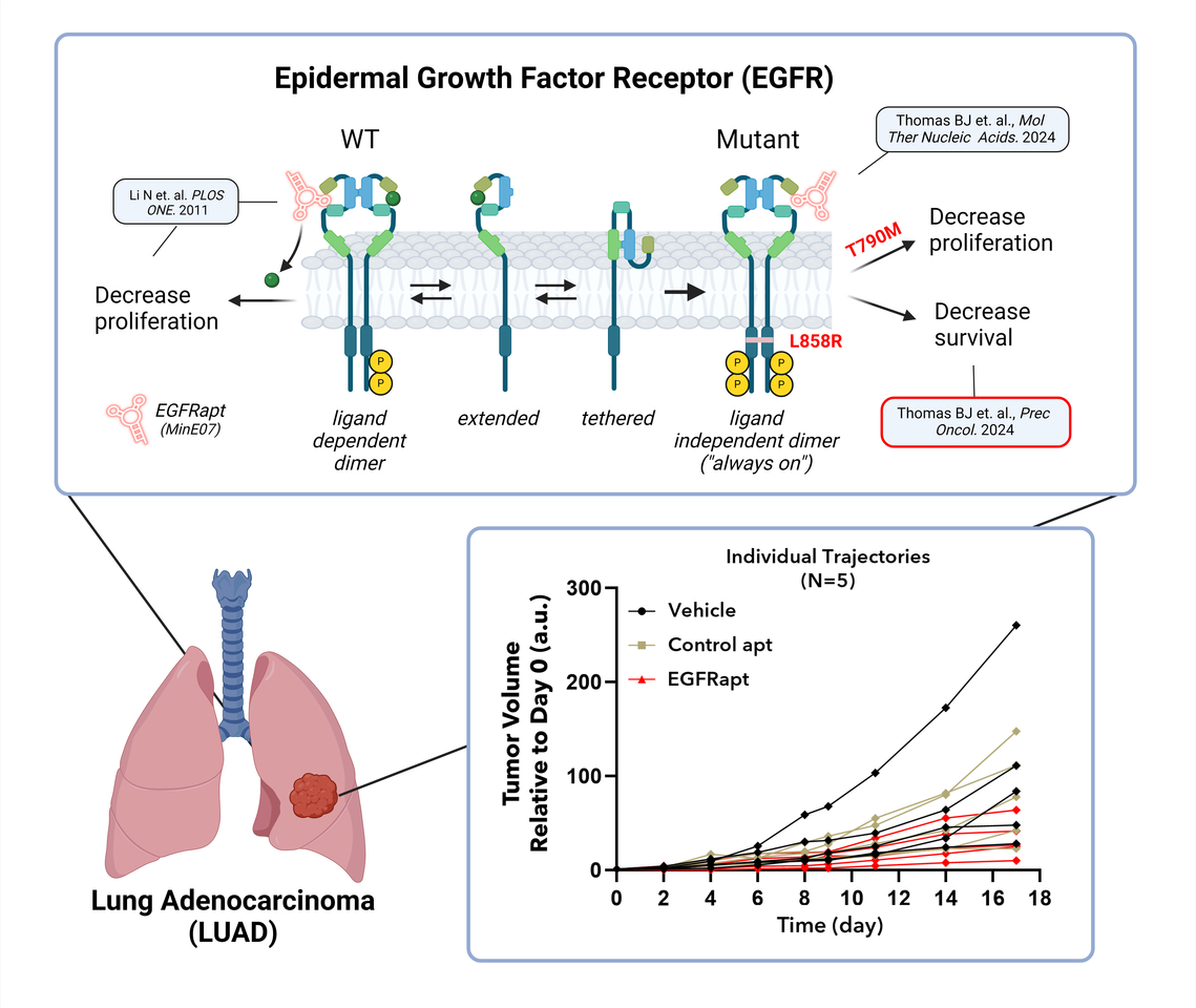 An oligonucleotide-based reagent to help understand the mechanisms that drive lung cancer and to serve as a therapeutic alternative after current treatments fail