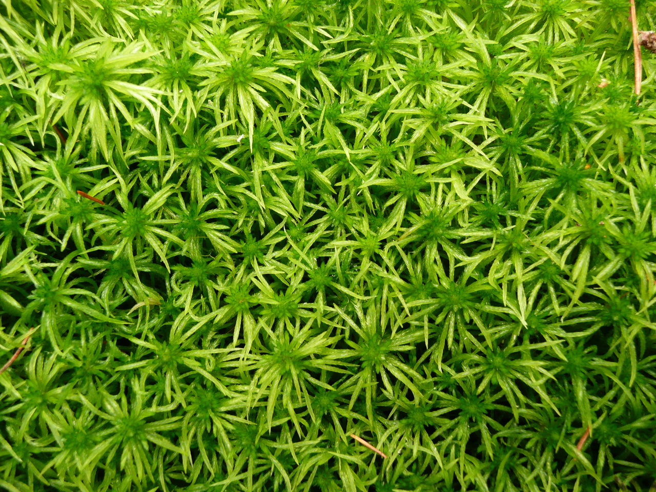 Towards more effective ecosystem restoration