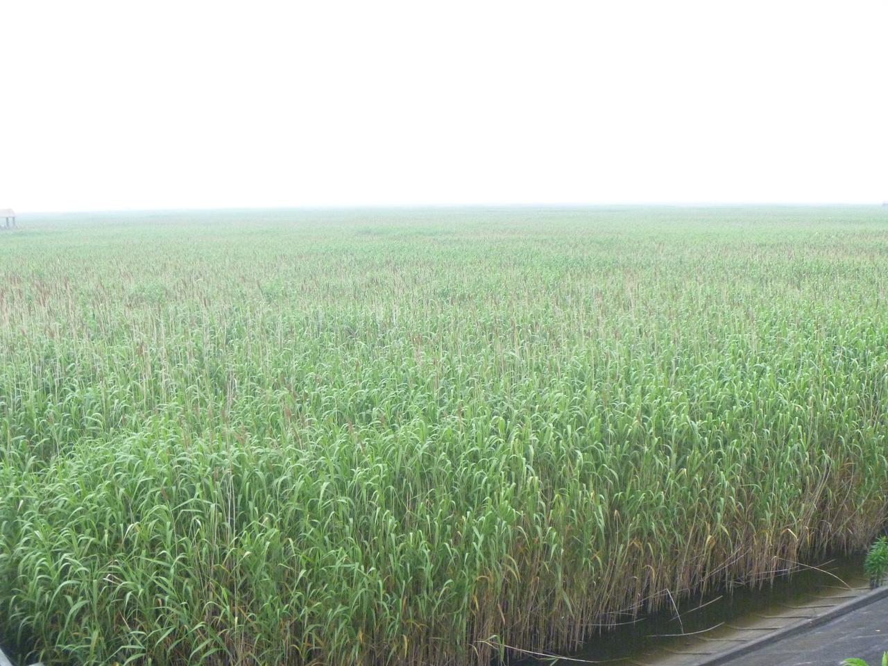 China: protect home-grown solutions to food security