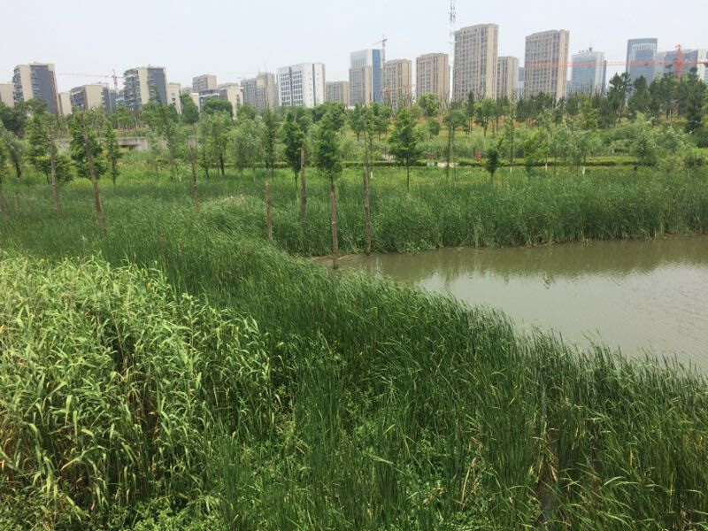 The mission to promote Sponge Cities in Asia-Pacific Region – Insights from Faith