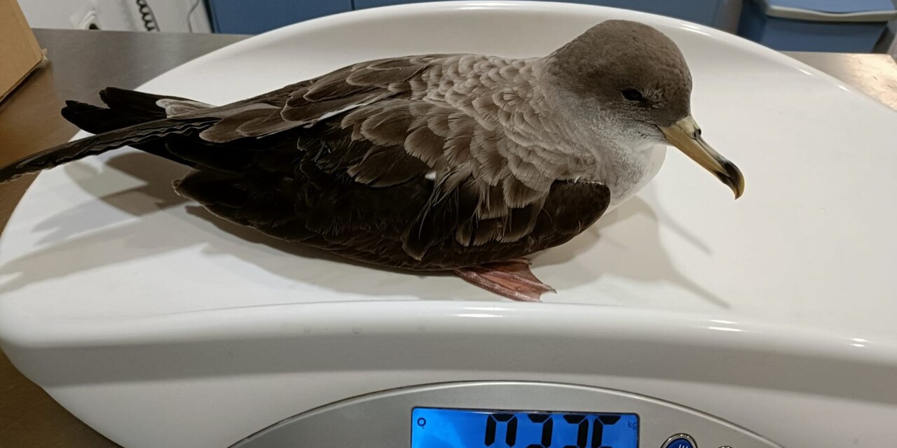 🪶 Help us create Málaga’s first wild bird rescue and rehabilitation centre – only 3 days left! 🌱