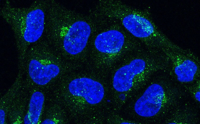 A SYS1–ARFRP1–ARL5–ARMH3–PI4KB axis regulates PI4P synthesis at the trans-Golgi network