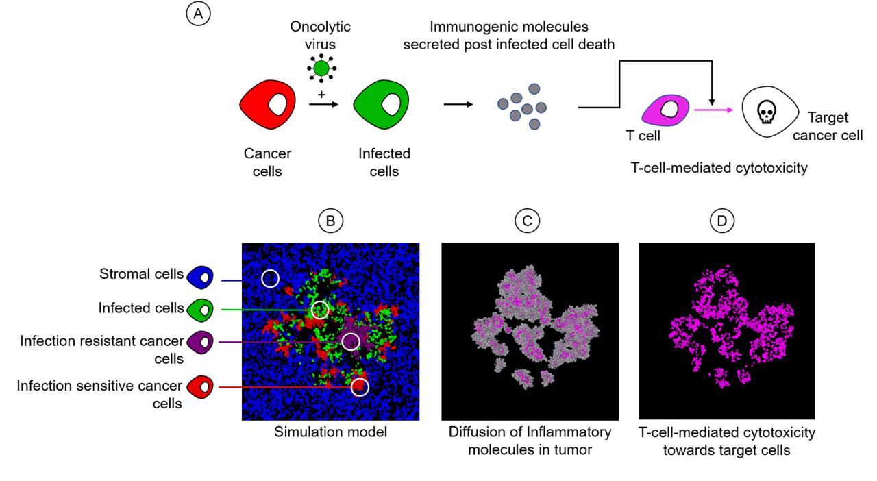 Modeling the effects of the immune response to oncolytic virotherapy