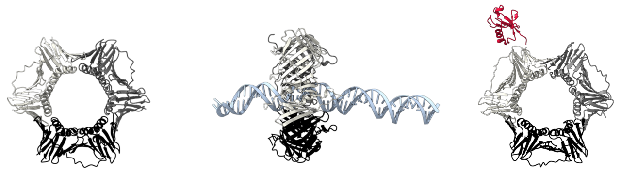 PCNA: The hidden simplicity which rules our intricate lives