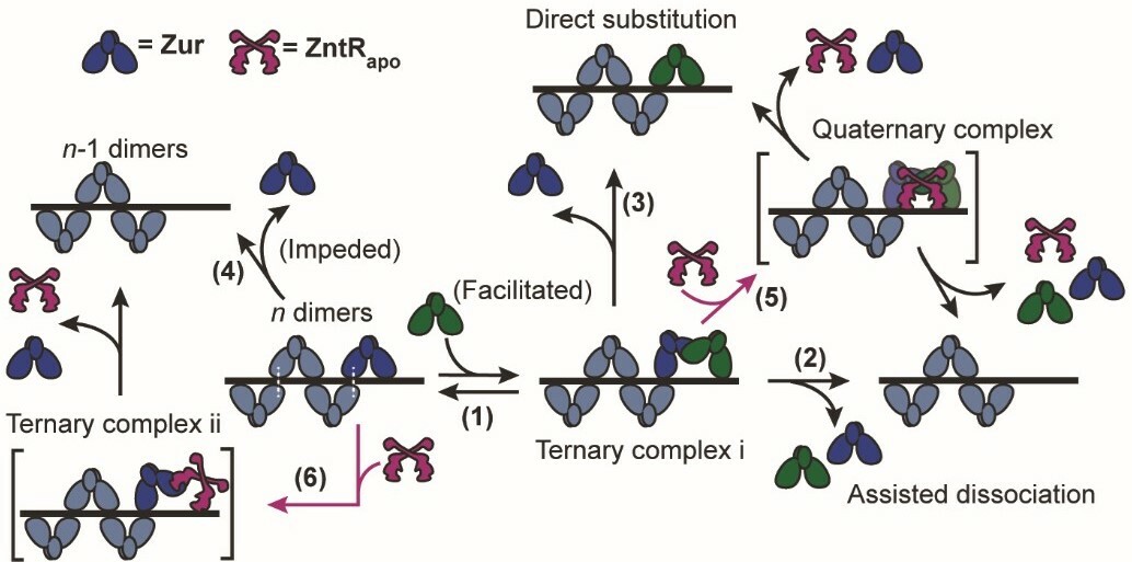 Imaging a balancing act, ‘through-DNA’