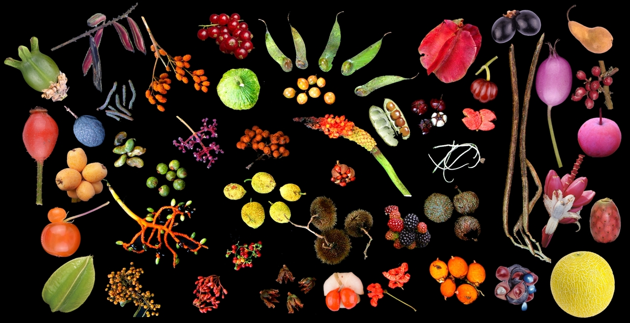 Developmental and evolutionary mechanism of fruit shape diversification