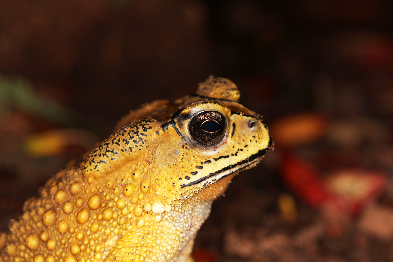 Toxic toads on the silk roads: the surprising evolutionary history of a “most-wanted” invasive amphibian
