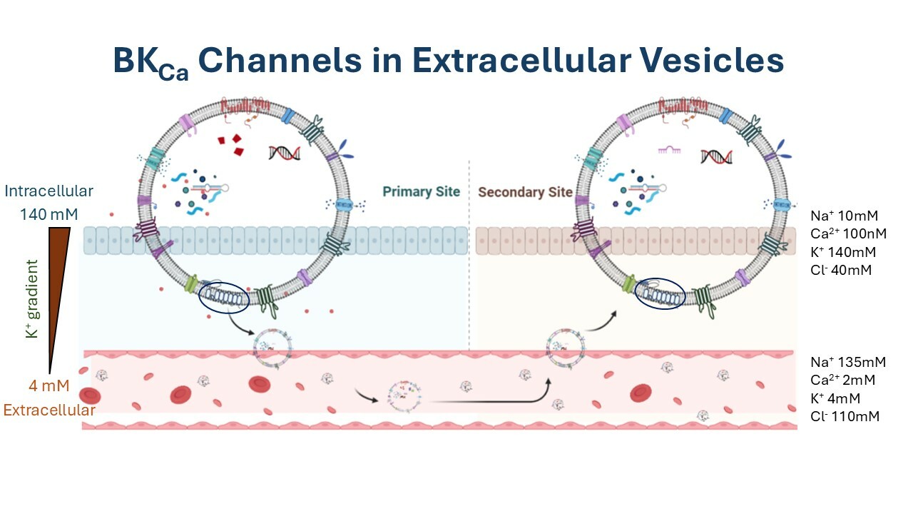 Discovery of the first functional ion channel in extracellular vesicles.