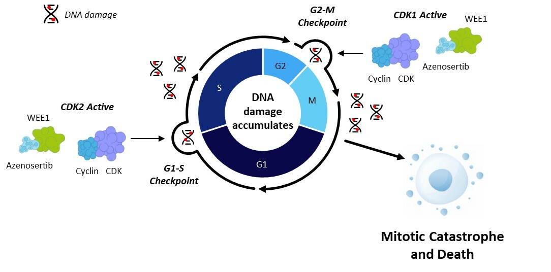 Targeting the Cell Cycle’s Achilles Heel: WEE1 Inhibition Offers New Hope for Hard-to-Treat Gynecological Cancers Driven by Cyclin E1 Expression
