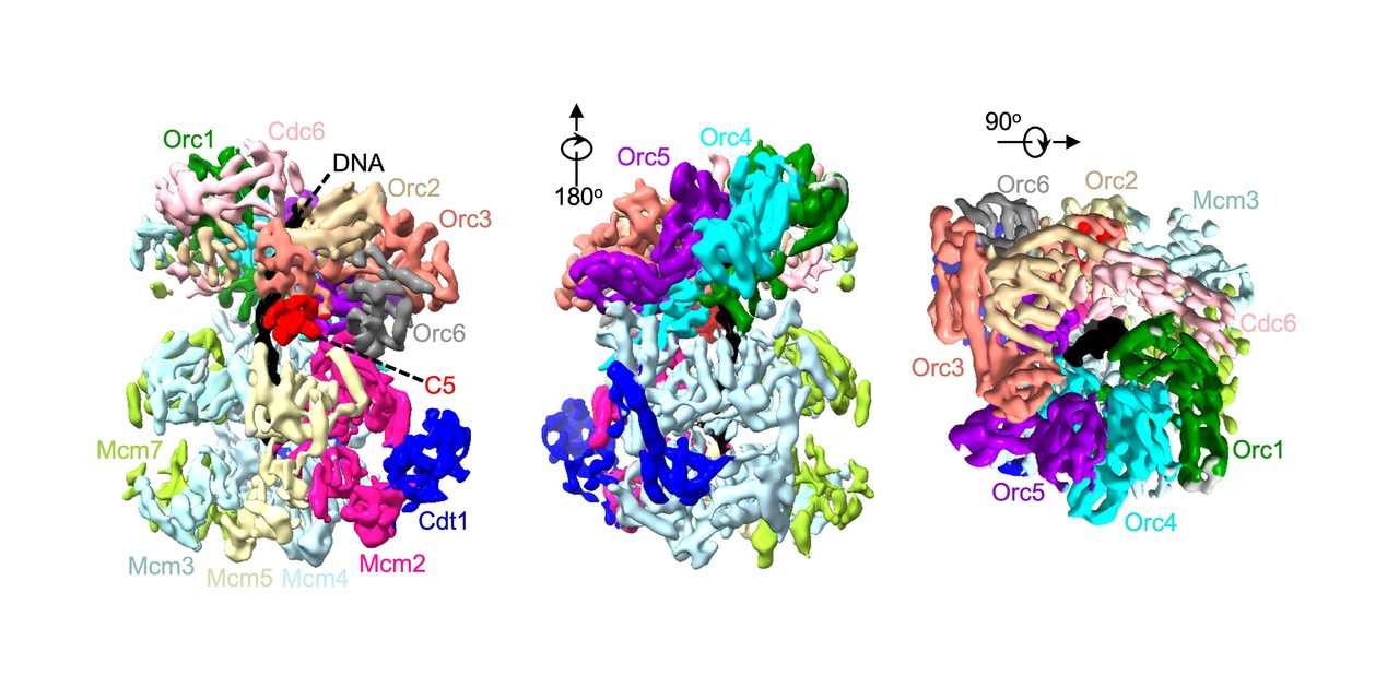Ring splitting prevents the loading of defective DNA replication machinery 