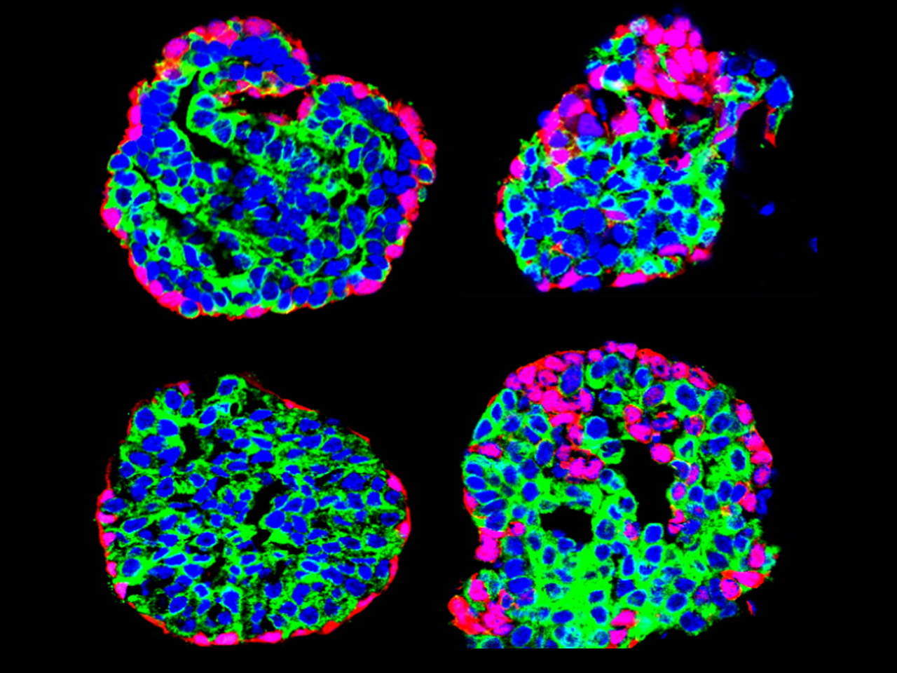 A Common Mechanism Regulating Stem Cell Multipotency