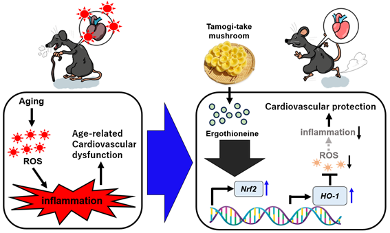 Tamogi-take Mushrooms: The secret to a healthy life through delicious food