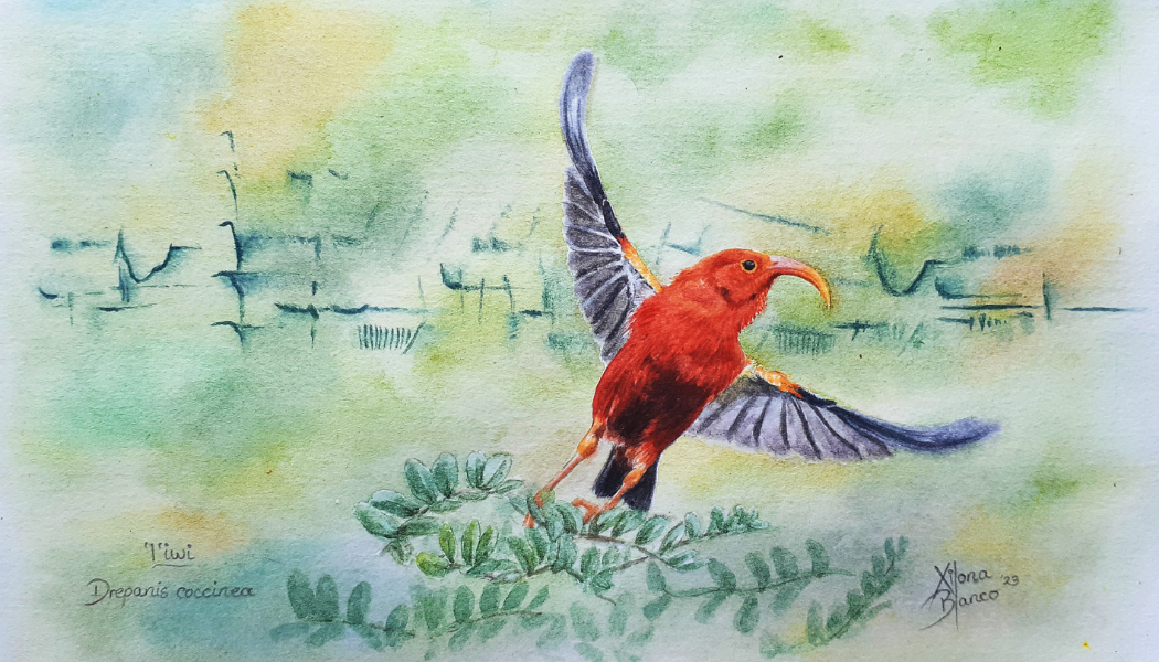 Hi! I'm Xilona, a wildlife conservationist interested in ecoacoustics