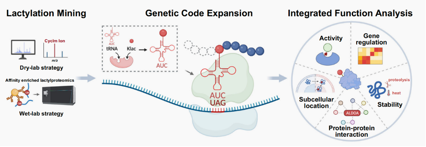  The Story Behind Site-Specific Lactylation Study