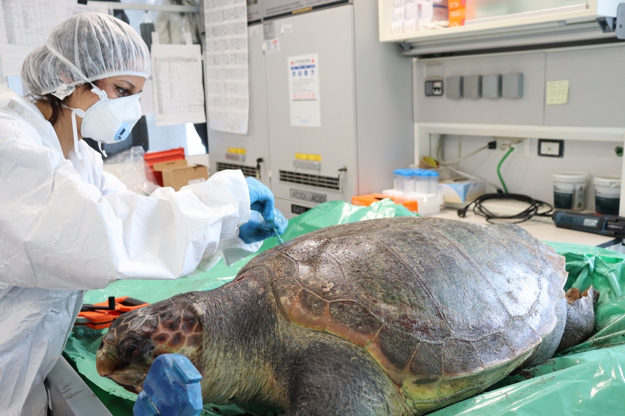 Dr. Wiem Boussellaa: A Marine Researcher’s Journey of Science and Motherhood Sacrifice