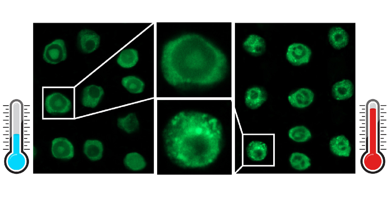 RDM16 Alternative Splicing and Liquid-Liquid Phase Separation Contribute to Heat Tolerance in Plants
