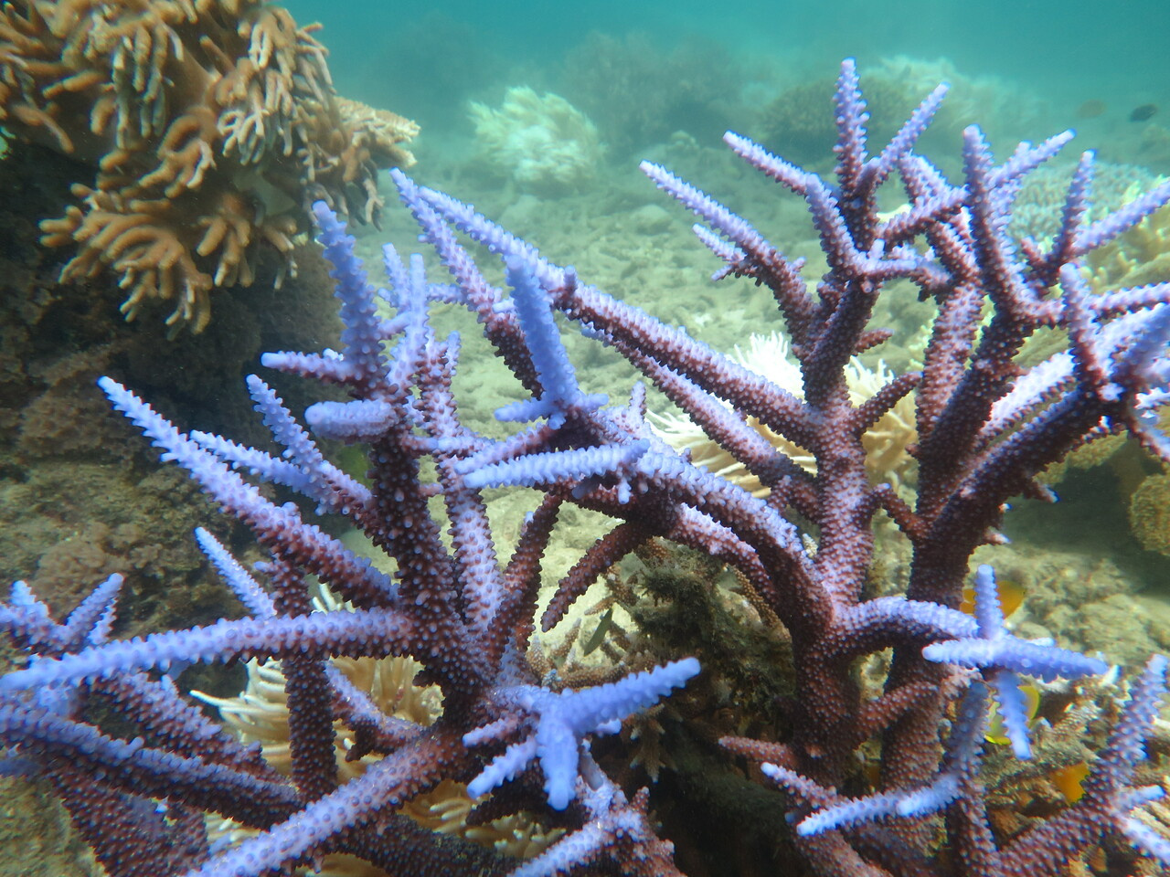 Refining the use of climate models to project future levels of coral bleaching