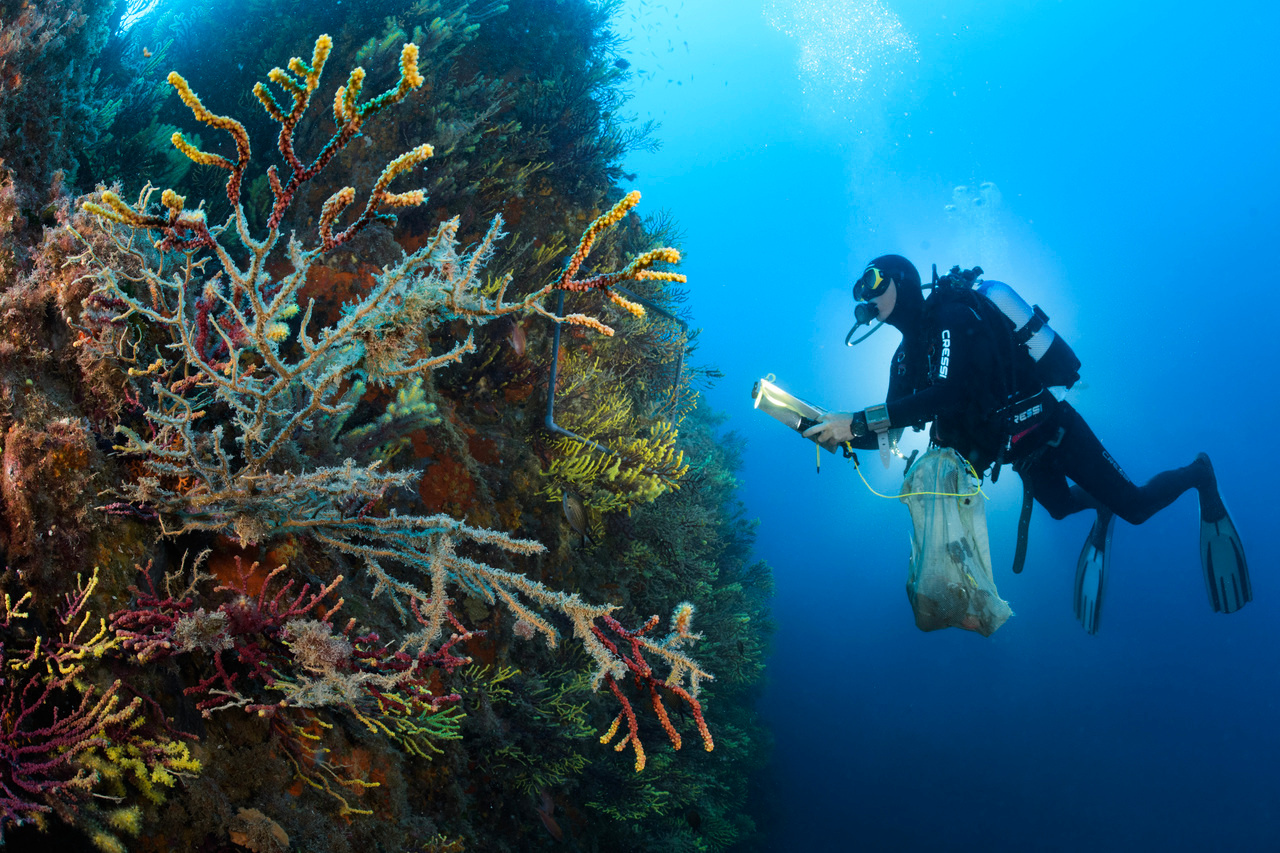 Vulnerability of benthic trait diversity across the Mediterranean Sea following Mass Mortality Events
