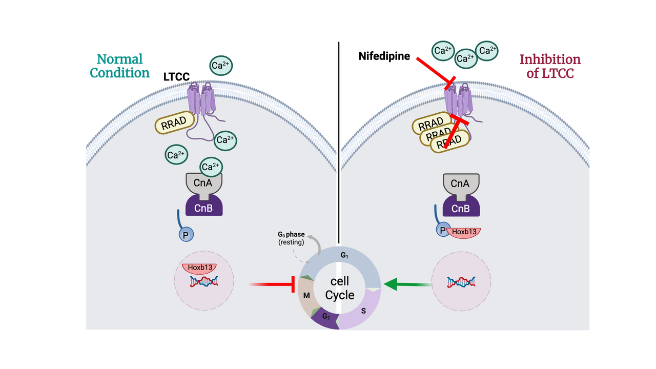 Calcium Influx via LTCC Regulates Cardiac Regeneration