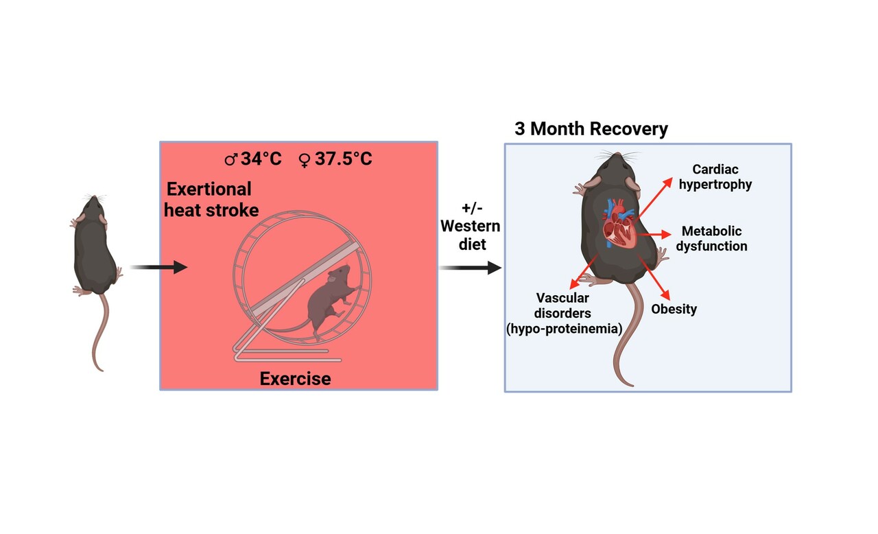 Hidden dangers of exertional heat exposure