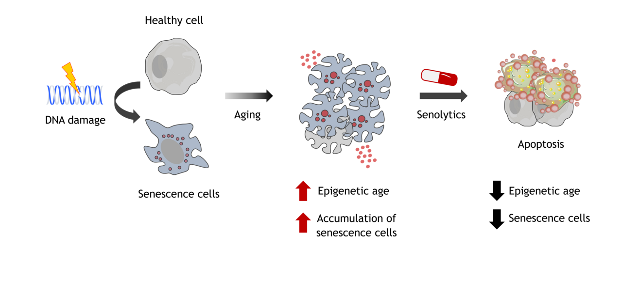 Senolytics and the longevity of healthy humans